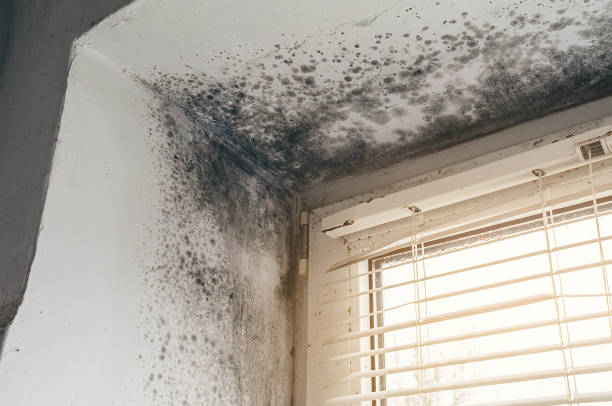 Affordable Mold Removal solutions in Wakefield, VA